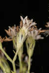 Hammock snakeroot